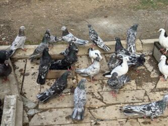 cennet qusu: Başlıq: Təcili 19 ədəd Təmiz Ebrəş satılır. Bir yuvanın Təsvir: - 19