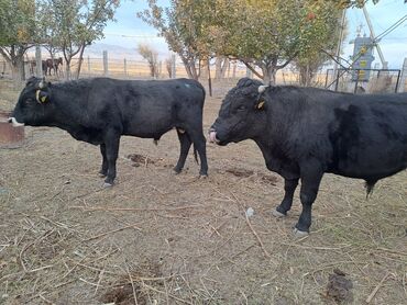 Коровы, быки: Продаю | Бык (самец) | На откорм | Племенные — 5