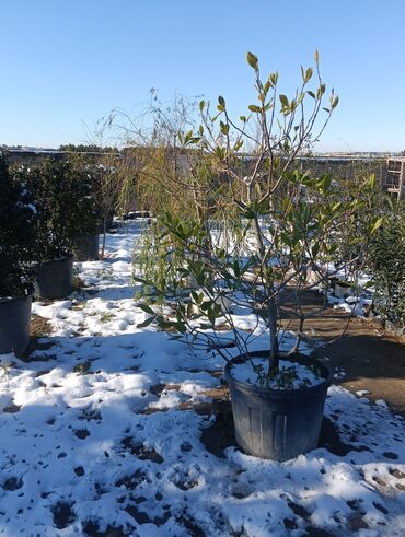 Torf: Aqaclarin satsi torf gubresde satışda var Baqlarin salınması -da lalafo.az — 10 Torf: Aqaclarin satsi torf gubresde satışda var Baqlarin salınması — 10