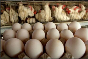 Корма для с/х животных: Стимулятор набора веса со стволовыми клетками костный жир со — 13