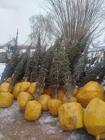 Декоративные деревья: Саженцы деревьев: Ели — 11