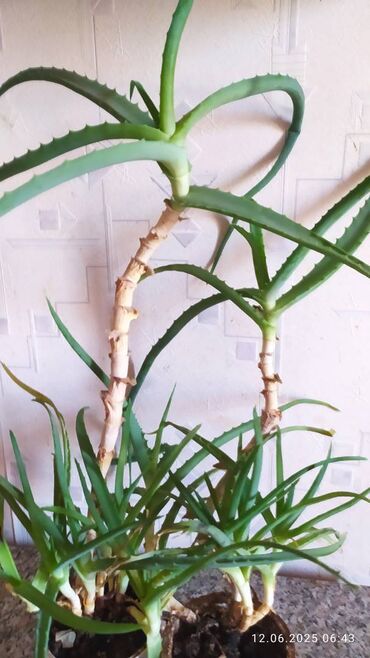 саженцы фисташки бишкек: Продаю Алоэ 2 штуки,5 лет