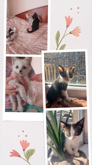 1 мальчик 2 котенка: Отдам котят в добрые и хорошие руки! Котям 2,5 месяца, кушают всё к
