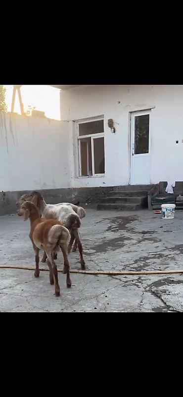 heyvan yemlərinin satışı: Qoyun – 3 baş, quyruqlu (yağlı quyruq) cins - Say: 3 baş gənc qoyun - — 10