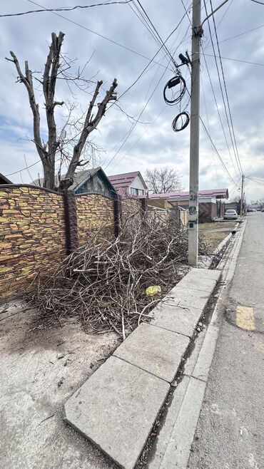 прием орехов: Дрова Орех, Самовывоз