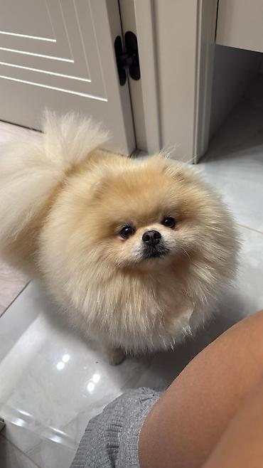 Продажа собак: Шпиц, 3 месяца, Самец, С родословной — 13