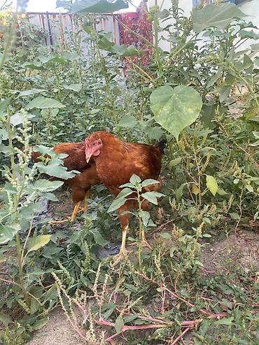 животные кошки: Продаю | Куры | Домашняя | Несушки — 1
