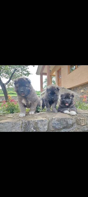 Psi: Kavkaski ovcari, štenci na prodaju stari 2 meseca slobodni za na lalafo.rs — 8 Psi: Kavkaski ovcari, štenci na prodaju stari 2 meseca slobodni za — 8