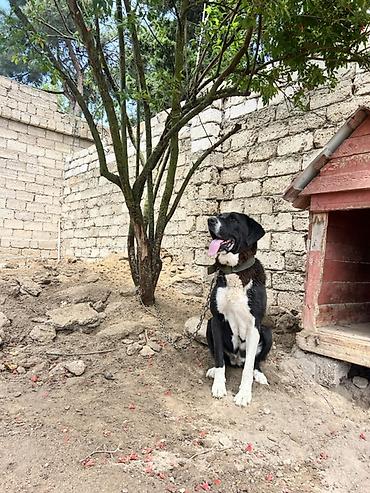 Alabay, 3 il, Dişi, Sənədli, Ünvandan götürmə
