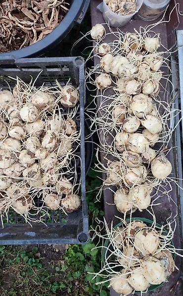 Дом и сад: Луковицы рябчика императорского (Fritillaria imperialis) — сорта с — 2