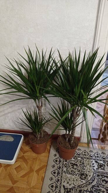 дерево бонсай купить бишкек: В продаже разные комнатные растения!!!! Новое поступление!!!! 1