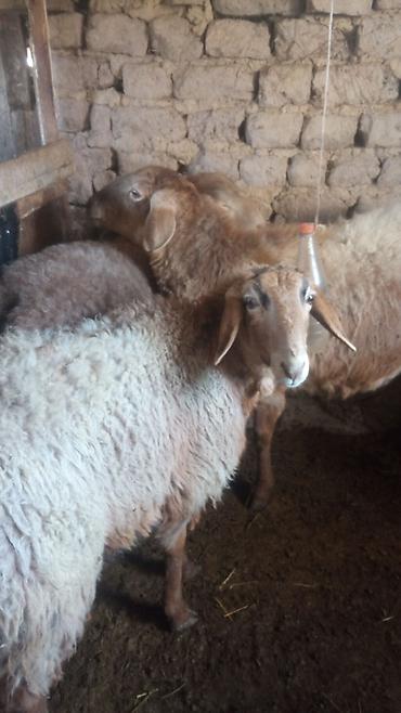Баран, овца: Продаю | Овца (самка) | Для разведения | Матка — 1