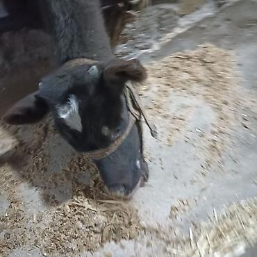 Коровы, быки: Продаю | Бык (самец) — 3