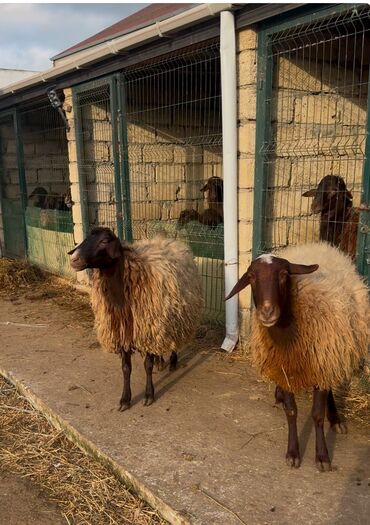 husky qiymeti: Dişi, Qala, il: 1, Damazlıq, Ünvandan götürmə