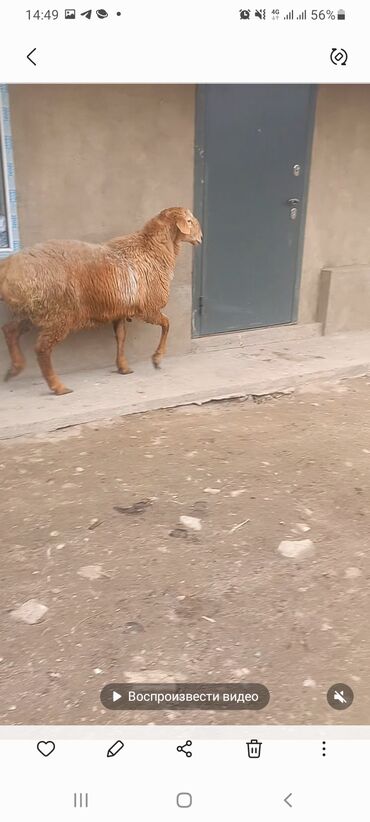продаю животных: Арашан козу кочкор сатылат 10 айлык ден соолугу жакшы 70000 сом