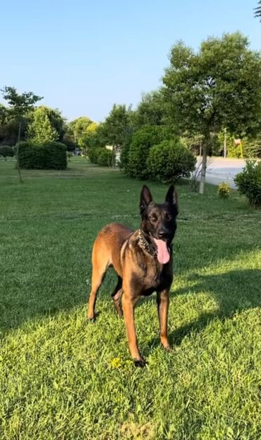 возьму собаку в хорошие руки: Бельгийская овчарка, Самка, С прививками at lalafo.az возьму собаку в хорошие руки: Бельгийская овчарка, Самка, С прививками