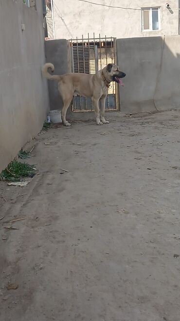 İtlər: Qurdbasar, 2 il, Erkek — 7