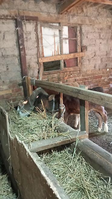 Коровы, быки: Продаю | Бык (самец) — 7