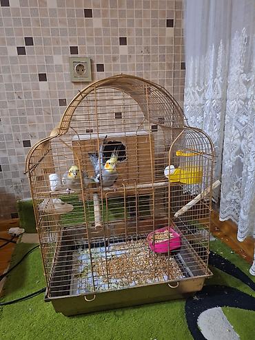quş yuvasi: Nimfa (cockatiel) cütü və qəfəs dəsti - Növ: Nimfa (cockatiel) – sarı — 8