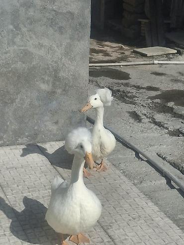 essək səkilləri: Məhsul: Toppuz başlı (crested) ördək – ağ rəng Xüsusiyyətlər: - — 2