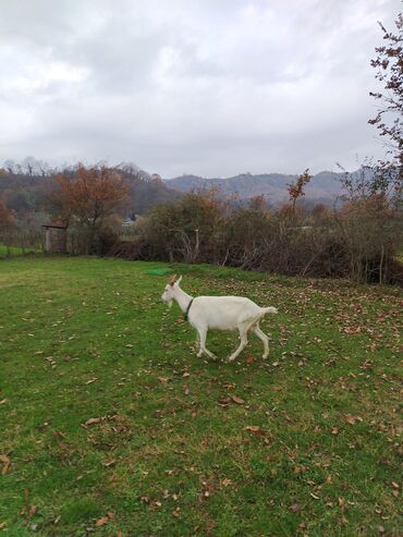 Keçi, çəpiş: Sanen safqan Südlük-törədici keçilər - Cins: ağ rəngli yerli/saanen — 3