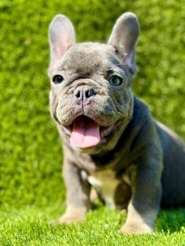 Psi: Odgajivačnica La Casa de Frida – FC Srbija Predstavlja prelepe štence — 3