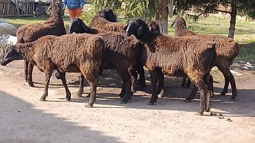 Баран, овца: Продаю | Овца (самка) | Для разведения | Ярка — 2