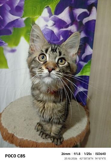 кошка сокулук: Гиганты Кошачьего мира❤️ Мейн-Куны❤️❤️❤️Монопольный Мини питомник — 3