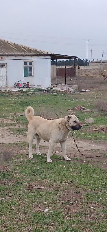 İtlər: Kanqal, 2 il, Erkek — 4