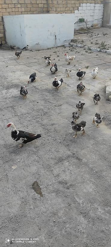 Сельхозптицы: Muscovy Lal ördəklər (indoutka) – yaşlı və bala qarışıq sürü - Cins — 9
