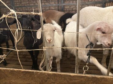купить овец романовской породы: Продаю | Овца (самка), Ягненок | На забой, Для разведения