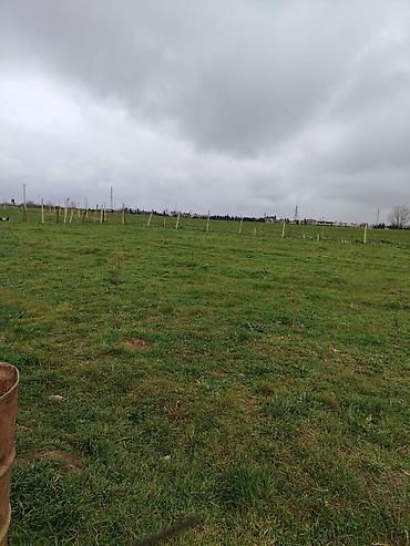 Torpaq sahələrinin satışı: Kənd təsərrüfatı — 7