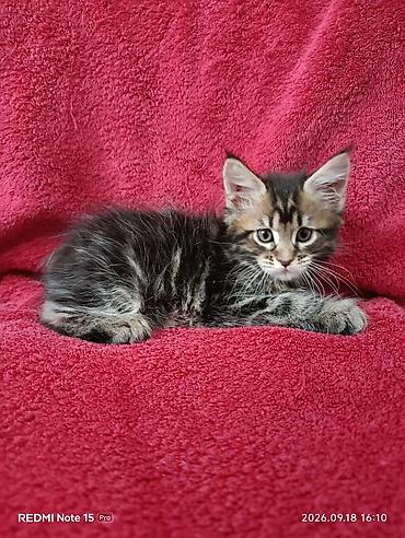 жаныбарлар ат: Мейн-Куны 🥰🥰🥰. Продаются котята Рысята ♥️ Чистокровные, Шикарные — 6