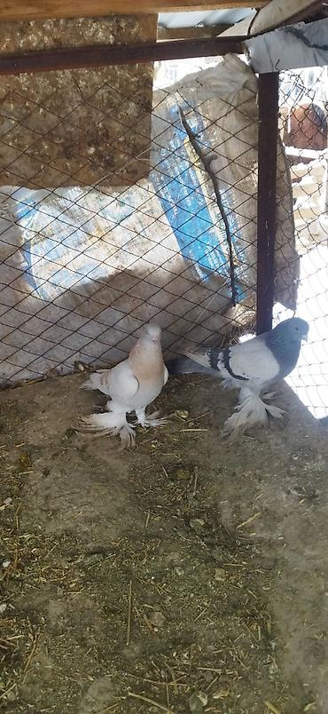 Птицы: Голуби кокучкон кабутар сатылат — 1