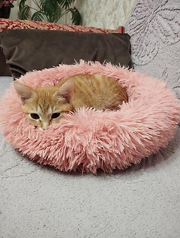 сервал кошка: Кошка даром: Беспородная, Девочка — 5