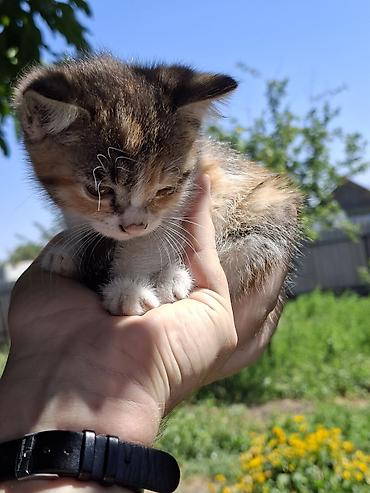 котят ош: Отдам котят. 3 мальчика 3 девочки. котятам 2 месяца, кушают сами уже — 5
