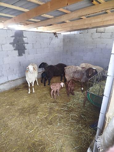 Баран, овца: Продаю | Баран (самец) — 1