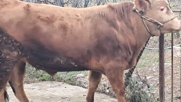 Inəklər, öküzlər: Üç baş ətlik erkək dana satılır təmiz əti 220. 185. 150 . ivanovka — 6