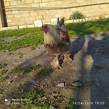 göyərçin satılır: Cavan sağlam Brama xoruzu satılır aktiv heyvandı — 3
