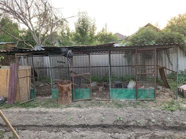 вольер in Кыргызстан | ЗООТОВАРЫ: *Продаётся вольер для кур и фазанов.длина 6м. 2^2 внутри. С калиткой