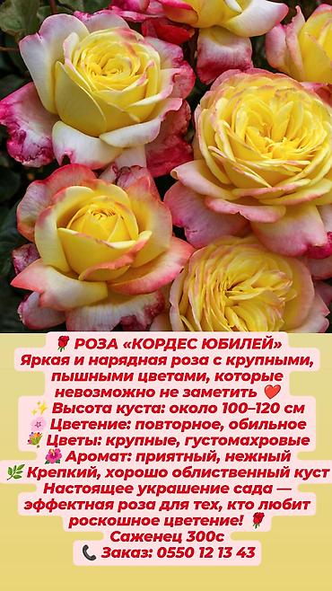 Кустовые сортовые розы в наличии. Цена за саженец указана на фото