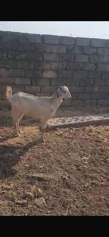 keci heyvan: Keçilər satılır 11 baş heyvandır maraqlanan əlaqə saxlaya bilər — 8