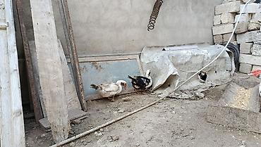 Digər quşlar: La ordekler astilir Erkekler 25 m 30m. 35m di yasina cekisine gore — 4