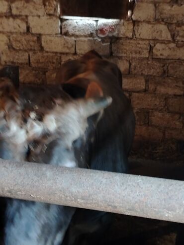 Inəklər, öküzlər: 6 baş dana satilir — 17