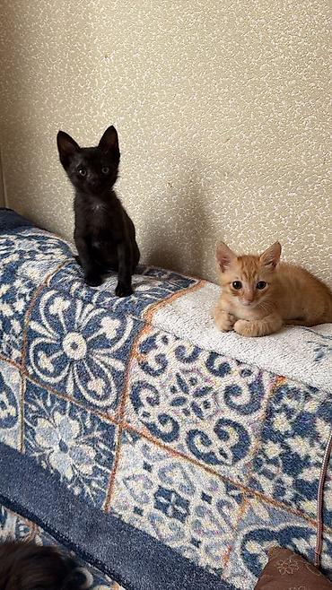 бесплатные котята в душанбе: Самец, В добрые руки, Самовывоз — 2