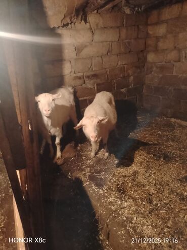 Keçi, çəpiş: Qiymət cütünə ayıdır cütü 650 manata sani boğaz keçilər di isteyen — 1