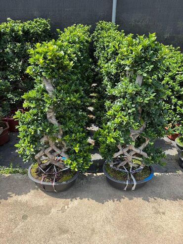 Пальмы: Пальмы Кофейное деревоПальмы,Фикусы и тд — 22