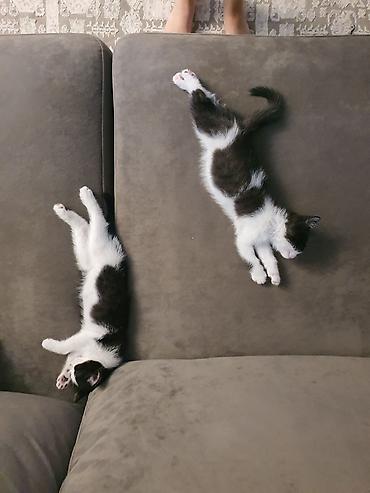 black cat: Отдам котят в добрые руки! Особенности: - Возраст — примерно 2–3 — 4