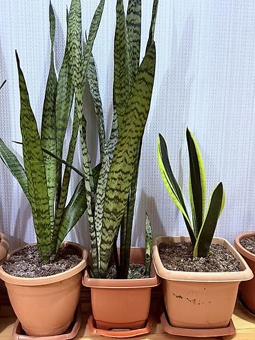 ucuz gul: Məhsul: 20 Manatdan başlayır Sansevieria (Qaynanadilin) otaq bitkiləri — 3