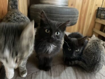 дом для котов: Отдам в хорошие руки Окрас разный: - пушистые чёрные с белой